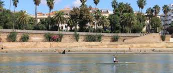 Palmeras Guadalquivir