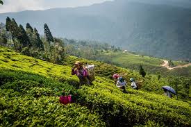 Plantación té- ladera y gente