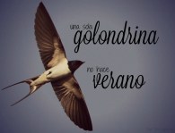 Qué-quiere-decir-el-proverbio-Una-golondrina-no-hace-el-verano-1
